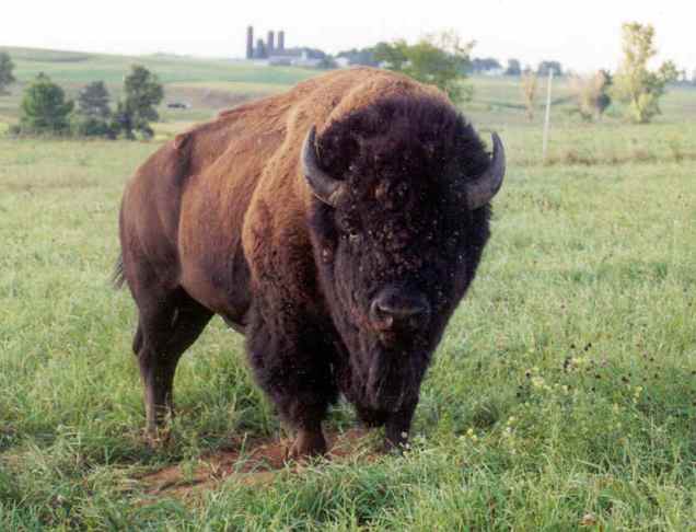 bison_bull_photo